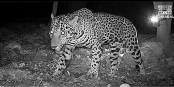 ¿Es el guardián del sitio? Captan a jaguar macho en Zona Arqueológica de Ichkabal, en Bacalar