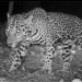 ¿Es el guardián del sitio? Captan a jaguar macho en Zona Arqueológica de Ichkabal, en Bacalar