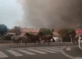 La imagen que conmueve al mundo: caballos corren libres para escapar de las llamas en Francia