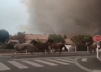 La imagen que conmueve al mundo: caballos corren libres para escapar de las llamas en Francia
