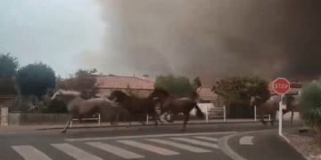 La imagen que conmueve al mundo: caballos corren libres para escapar de las llamas en Francia
