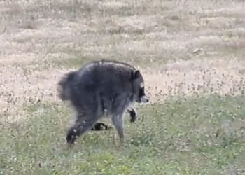 ¿Ya buscaste “Jimothy” en Google? El mapache viral ahora corre por tu pantalla y te derretirá