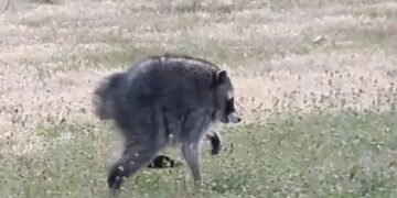 ¿Ya buscaste “Jimothy” en Google? El mapache viral ahora corre por tu pantalla y te derretirá
