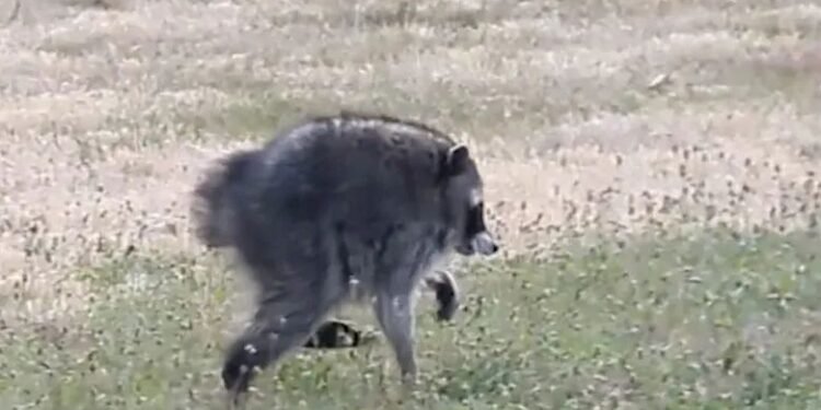 ¿Ya buscaste “Jimothy” en Google? El mapache viral ahora corre por tu pantalla y te derretirá