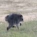 ¿Ya buscaste “Jimothy” en Google? El mapache viral ahora corre por tu pantalla y te derretirá
