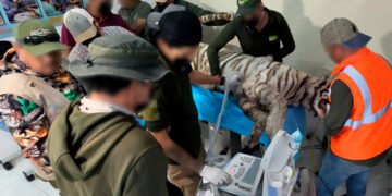 Profepa alista resultados de la necropsia de Kenzo; ¿cuándo presenta el informe?