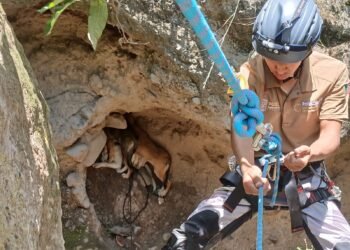 ¡Final feliz! Así rescataron a cinco lomitos atrapados en un barranco de 20 metros
