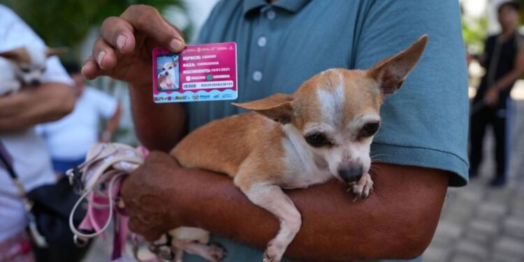 ¡Van por segunda ronda! Más microchips para mascotas en Playa del Carmen
