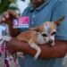 ¡Van por segunda ronda! Más microchips para mascotas en Playa del Carmen