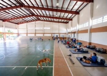¡Entérate! Las mascotas son parte de la familia y tendrán lugar en los refugios contra huracanes