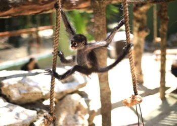 Urbanización acelerada y turismo ponen en riesgo al mono araña