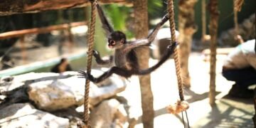 Urbanización acelerada y turismo ponen en riesgo al mono araña