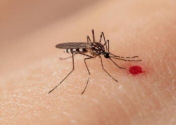 Dengue cobra su primera vida del año en Quintana Roo, pese a baja de casos