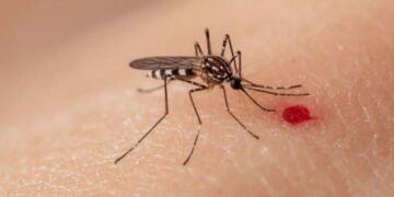 Dengue cobra su primera vida del año en Quintana Roo, pese a baja de casos