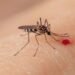 Dengue cobra su primera vida del año en Quintana Roo, pese a baja de casos