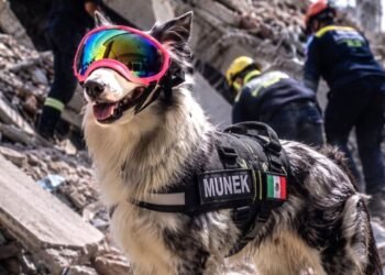 ¡Heroína cancunense! Munek: La perrita rescatista que busca vidas en Venezuela