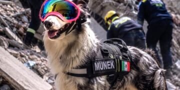 ¡Heroína cancunense! Munek: La perrita rescatista que busca vidas en Venezuela