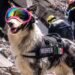 ¡Heroína cancunense! Munek: La perrita rescatista que busca vidas en Venezuela