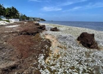 Escena que estremece: cientos de peces muertos aparecen entre montañas de sargazo