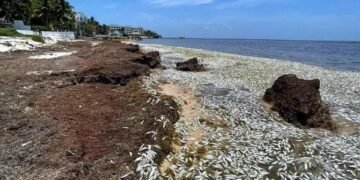 Escena que estremece: cientos de peces muertos aparecen entre montañas de sargazo