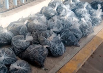 ¿Conoces el “oro del mar”? Casi 3 mil ejemplares fueron rescatados antes de llegar al mercado negro