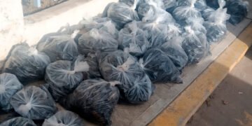 ¿Conoces el “oro del mar”? Casi 3 mil ejemplares fueron rescatados antes de llegar al mercado negro