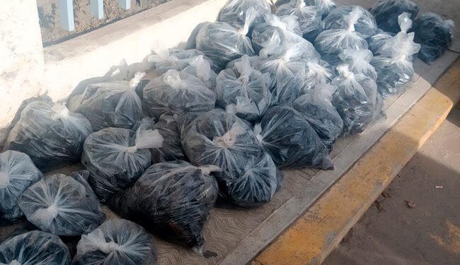 ¿Conoces el “oro del mar”? Casi 3 mil ejemplares fueron rescatados antes de llegar al mercado negro