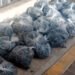 ¿Conoces el “oro del mar”? Casi 3 mil ejemplares fueron rescatados antes de llegar al mercado negro