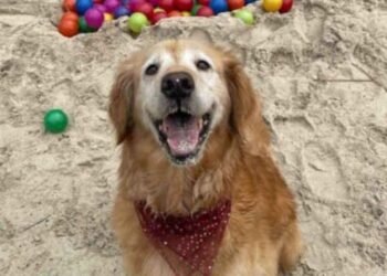 ¡A salir con los lomitos! Cancún cuenta con su primer parque Pet Friendly