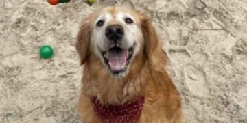 ¡A salir con los lomitos! Cancún cuenta con su primer parque Pet Friendly