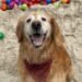 ¡A salir con los lomitos! Cancún cuenta con su primer parque Pet Friendly