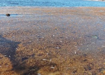 ¡El misterio sigue! Ni autoridades ni científicos confirman qué mató a los peces en Puerto Morelos