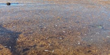 ¡El misterio sigue! Ni autoridades ni científicos confirman qué mató a los peces en Puerto Morelos
