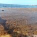 ¡El misterio sigue! Ni autoridades ni científicos confirman qué mató a los peces en Puerto Morelos