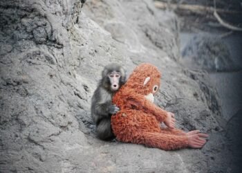 ¡El cumpleaños más tierno de internet! Punch soplará su primera velita este domingo