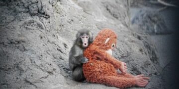 ¡El cumpleaños más tierno de internet! Punch soplará su primera velita este domingo