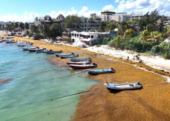 Hoteleros piden a Sheinbaum usar cobro de derecho ambiental para el combate al sargazo