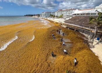 ¿Adiós al azul turquesa? Recolectan más de 79 mil toneladas de sargazo, pero sigue llegando a QRoo