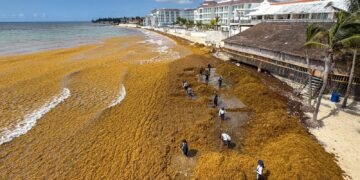 ¿Adiós al azul turquesa? Recolectan más de 79 mil toneladas de sargazo, pero sigue llegando a QRoo