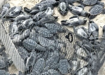 ¿Quién las dejó al sol? Causa indignación muerte de tortuguitas en campamento tortuguero de Isla Mujeres