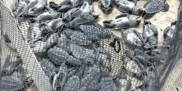 ¿Quién las dejó al sol? Causa indignación muerte de tortuguitas en campamento tortuguero de Isla Mujeres