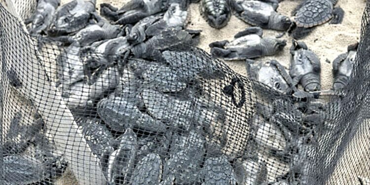 ¿Quién las dejó al sol? Causa indignación muerte de tortuguitas en campamento tortuguero de Isla Mujeres