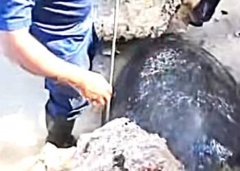 Rescatan a tortuga blanca atrapada entre rocas en Isla Mujeres
