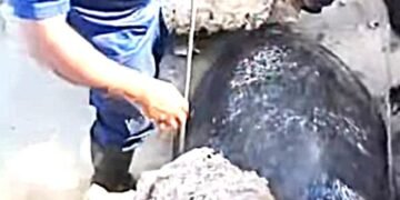 Rescatan a tortuga blanca atrapada entre rocas en Isla Mujeres