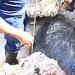 Rescatan a tortuga blanca atrapada entre rocas en Isla Mujeres