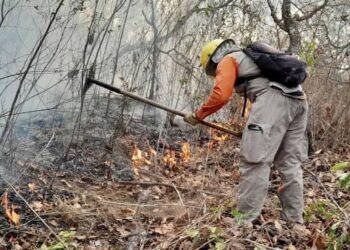 Incendio alcanza área natural protegida; Conafor moviliza brigadas en Quintana Roo
