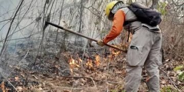 Incendio alcanza área natural protegida; Conafor moviliza brigadas en Quintana Roo