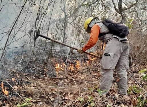 Incendio alcanza área natural protegida; Conafor moviliza brigadas en Quintana Roo