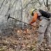 Incendio alcanza área natural protegida; Conafor moviliza brigadas en Quintana Roo