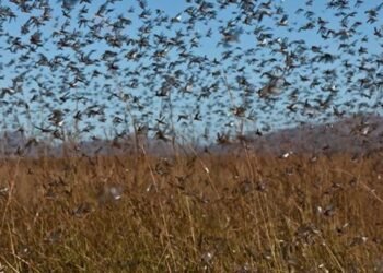 ¿Nube o plaga? Enjambre de langostas devora cultivos y cubre carreteras en Rusia
